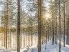 Bild 41 - Inde