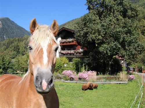 Feriehus / leilighet - 5 personer -  - Räuflach - 9821 - Obervellach