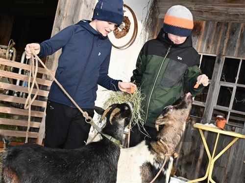 Bauernhof - 4 persons -  - Rain - 6942 - Krumbach