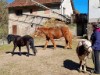 Billede 8