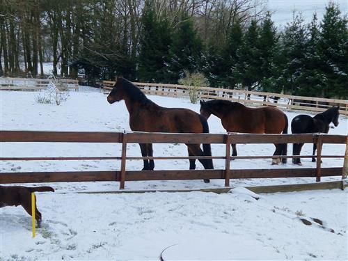 Sommerhus - 4 personer -  - Zur Steinwiese - 64711 - Erbach Im Odenwald-Elsbac