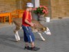 Bild 16