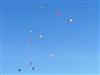 Bilde 28
