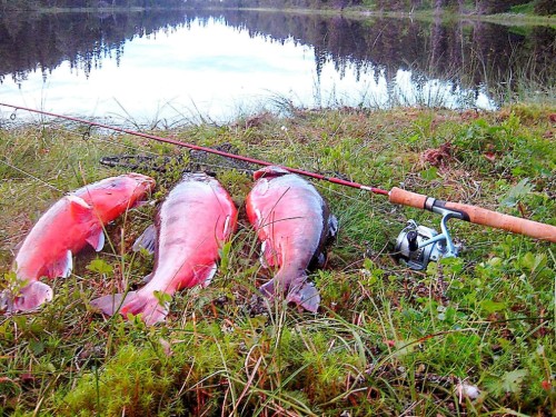  - 6 personer -  - Holandsveien - Lierne - 7882 - Nord-Trøndelag