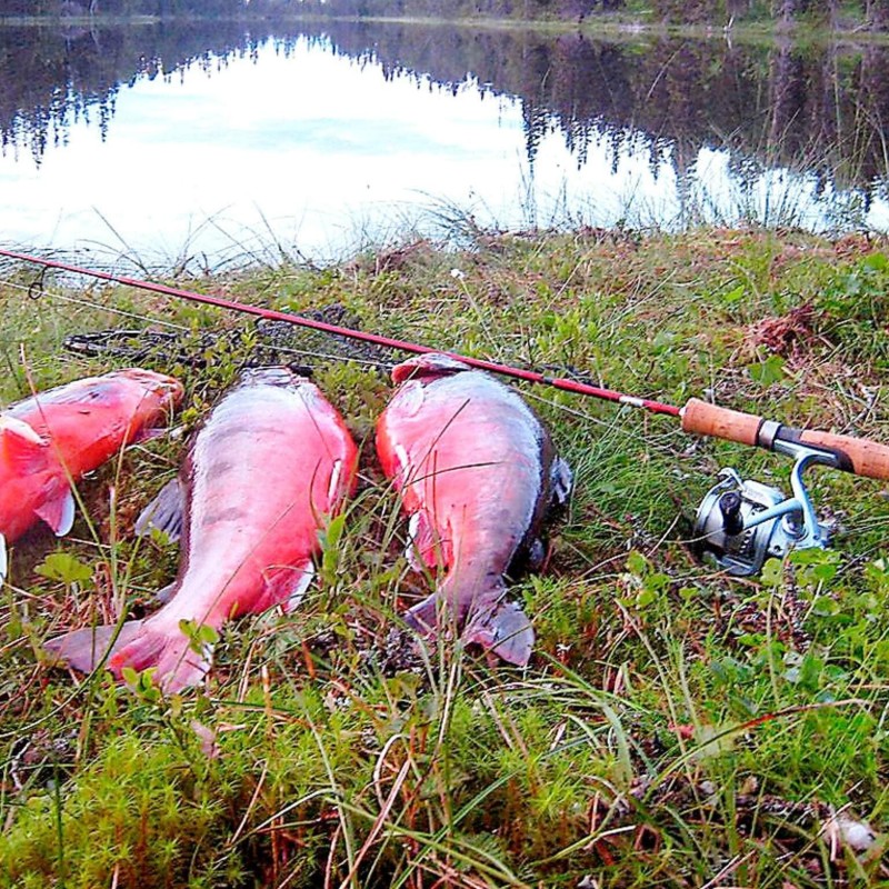  - 6 personer -  - Holandsveien - Lierne - 7882 - Nord-Trøndelag
