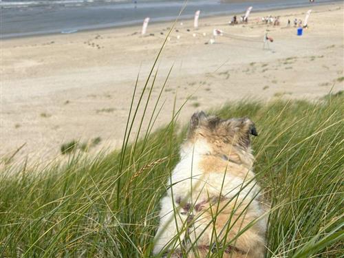 Sommerhus - 5 personer -  - Schoorl - 1749DV