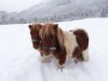 Bilde 4