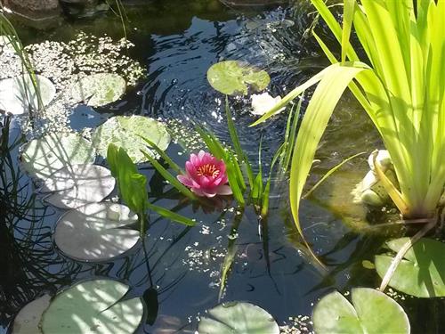 Ferieleilighet - 4 personer -  - Am Mühlenteich - 24960 - Glücksburg