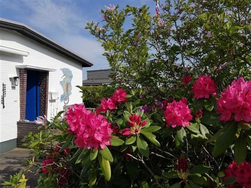 Feriehus - 3 personer -  - Strandstraße - 24398 - Schönhagen (Ostseebad)