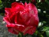 Billede 8