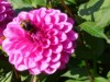Billede 6