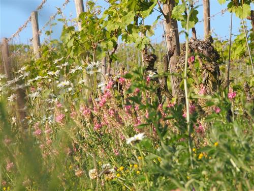  - 2 personer -  - Bühlstraße - 97291 - Thüngersheim