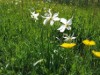 Bild 36