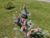 Bild 32 - Inde