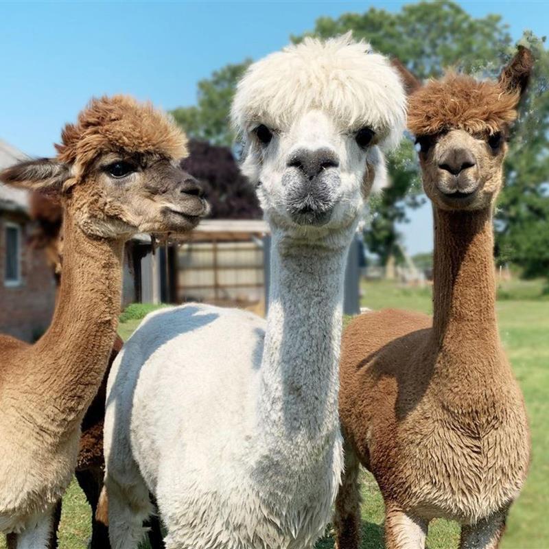 Bondegård - 4 personer -  - Forlitzerstraße - 26624 - Südbrookmerland