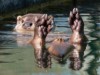 Billede 17