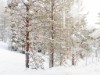 Bild 29 - Inde