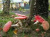 Image 23