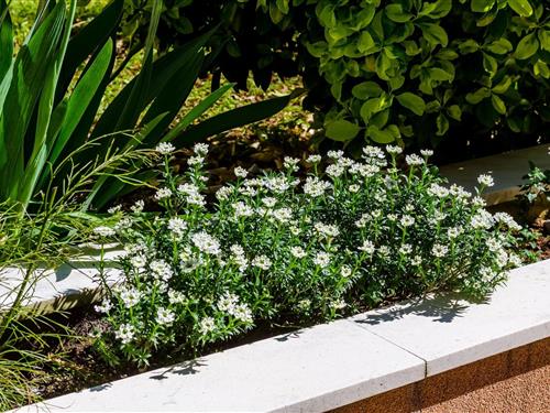 Ferielejlighed - 2 personer -  - 20000 - Dubrovnik