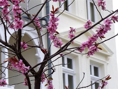 Feriehus - 6 personer -  - 18586 - Sellin