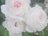 Billede 8