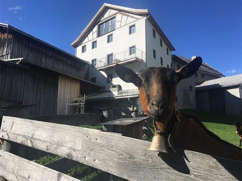 Ferieleilighet - 4 personer -  - Veia Principala - 7462 - Salouf
