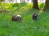 Bild 12