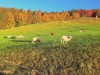 Bild 52