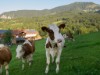 Billede 2