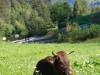 Billede 51
