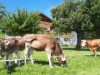 Billede 4