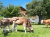 Billede 5