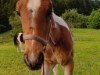 Bild 54
