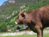 Billede 19
