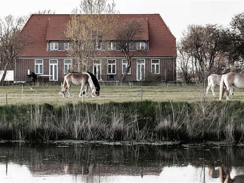 Feriehus / leilighet - 4 personer -  - Mühlendeich - 25836 - Vollerwiek