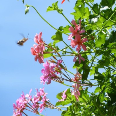 Billede 4