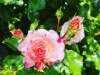 Bilde 32