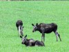 Bilde 4