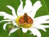 Billede 10