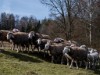 Billede 44