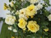 Image 23
