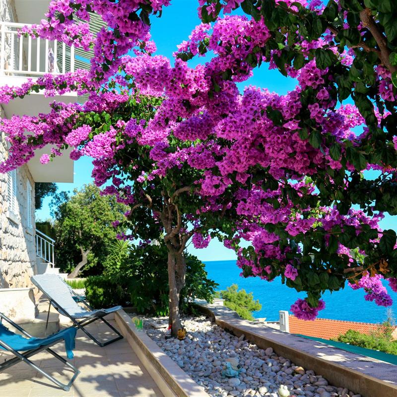 Ferielejlighed - 6 personer -  - Korcula/Korcula - 20271