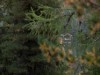 Image 69