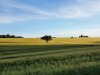 Billede 28