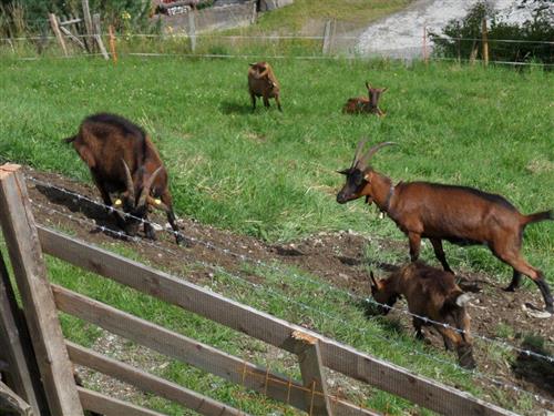 Semesterhus/Semesterlägenhet - 5 personer -  - Sonnbergstraße - 5700 - Zell Am See