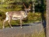 Bild 33 - Inde