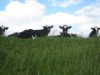 Bild 22