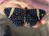 Billede 38