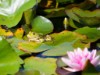 Billede 10