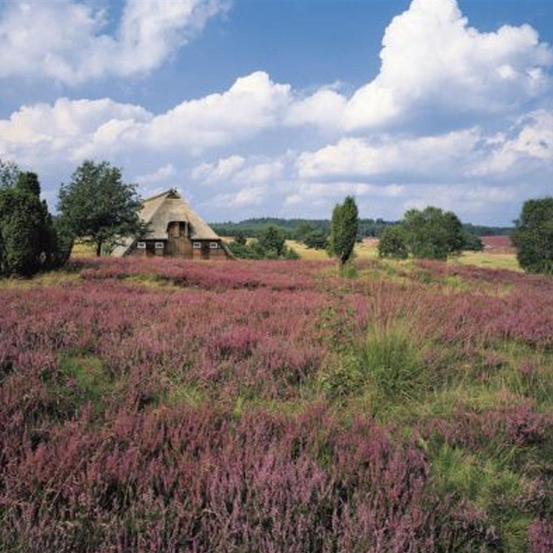 Ferielejlighed - 8 personer -  - Töpinger Straße - 29646 - Bispingen